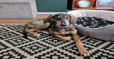 Mixed Breed dogs - Advert 4