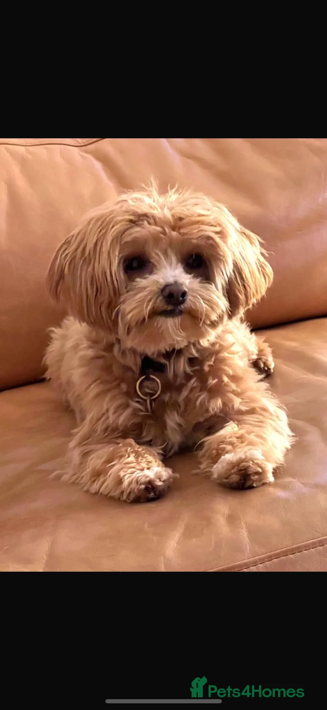 Toy Poodle dogs for stud:  **  Asian KC Toy Poodle for Stud DNA tested in Rickmansworth - Advert 31