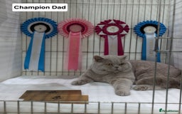 British Shorthair cats for sale: Champion line British Shorthair kittens  - Image 5