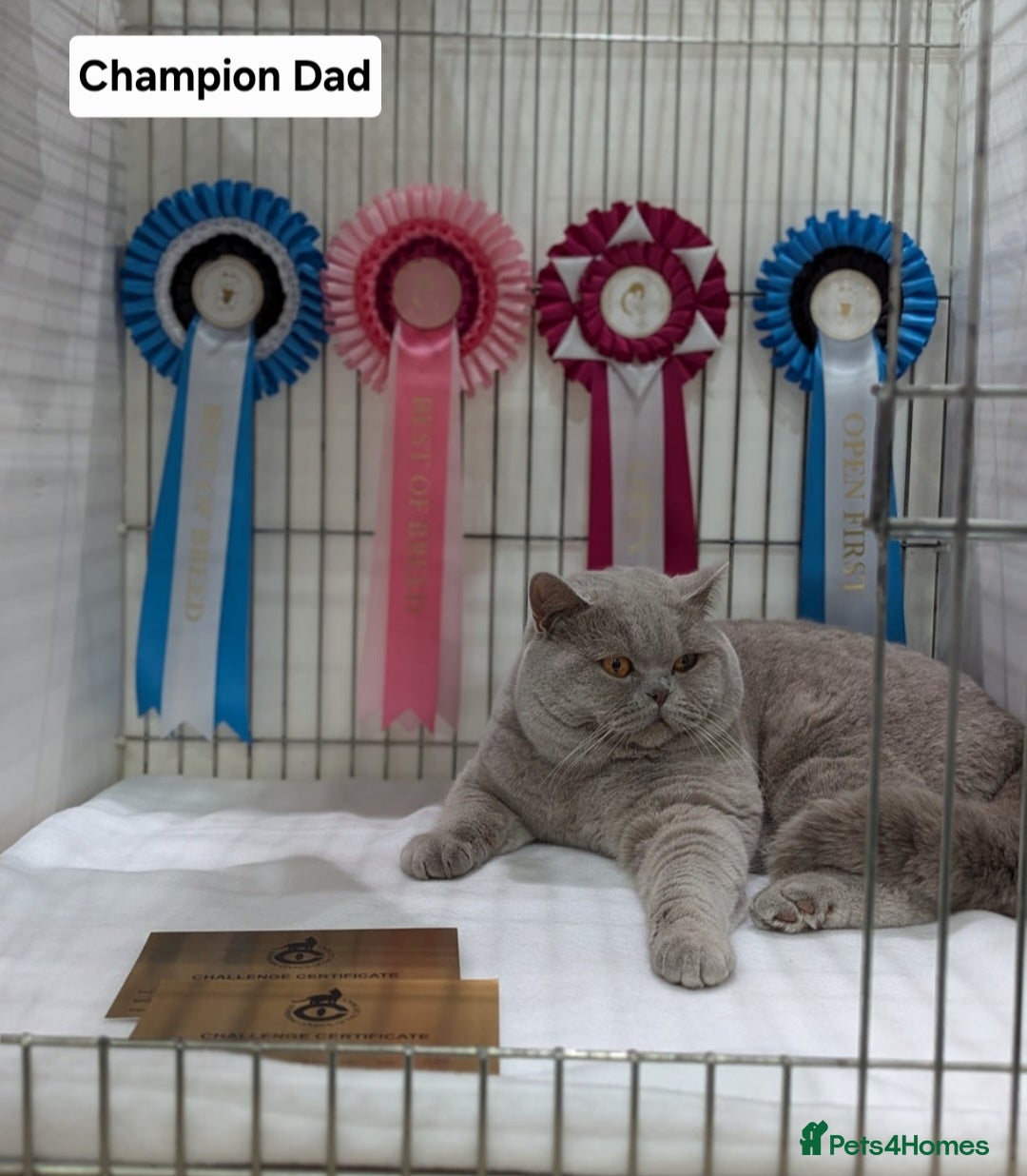 British Shorthair cats for sale: Champion line British Shorthair kittens  - Image 5