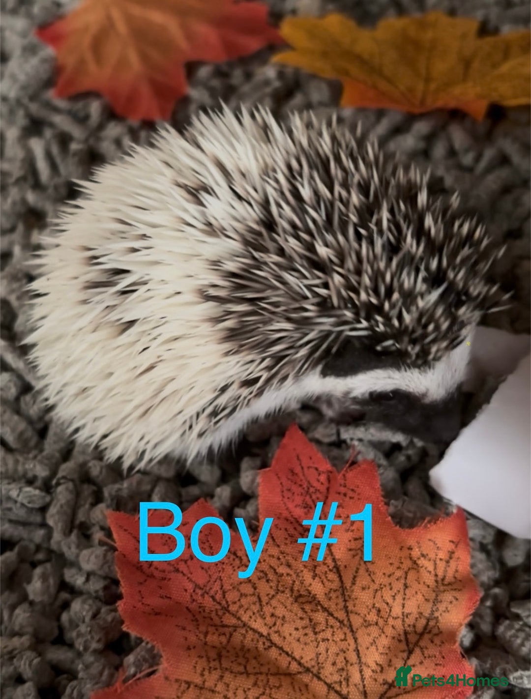 Pygmy Hedgehog rodents for sale: Male and female Pygmy hedgehogs ready to reserve - Image 4