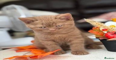 British Shorthair cats - Advert 5
