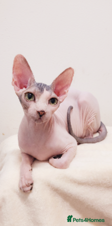 Sphynx cats Sphynx Kittens – Males & Female – International ✅ - Advert 1