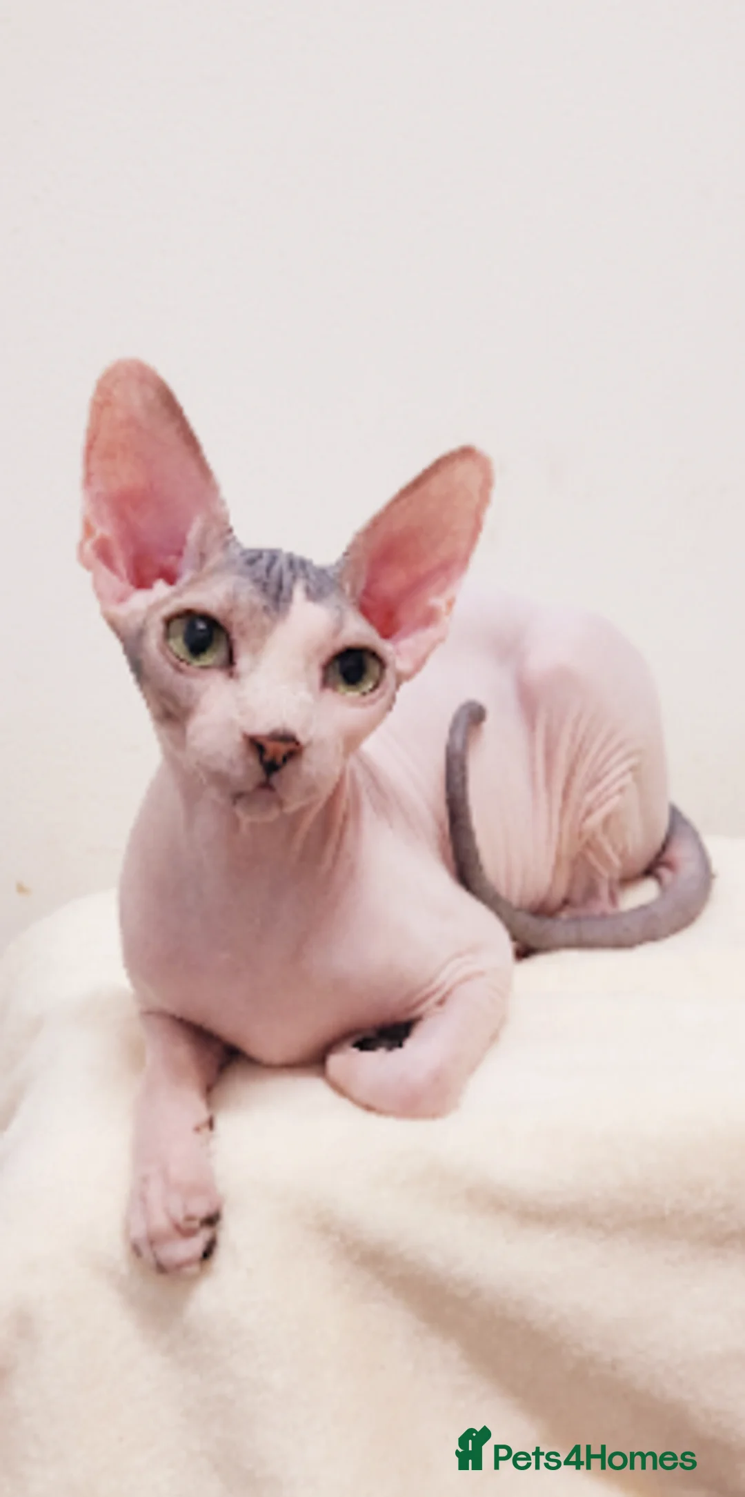 Sphynx cats for sale: 🌟 Premium Sphynx - Safe Delivery from Spain  - Advert 1