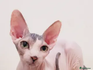 Sphynx cats 🌟 Premium Sphynx - Safe Delivery from Spain - Advert 1