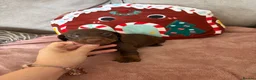 Miniature Dachshund dogs for sale: Beautiful minture dachshunds puppies  - Advert 6