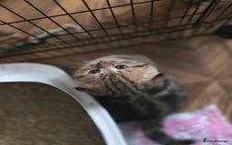 Scottish Fold cats for sale: 🤩💖LAST BOY kittens with rare colouring🥰 - Advert 5