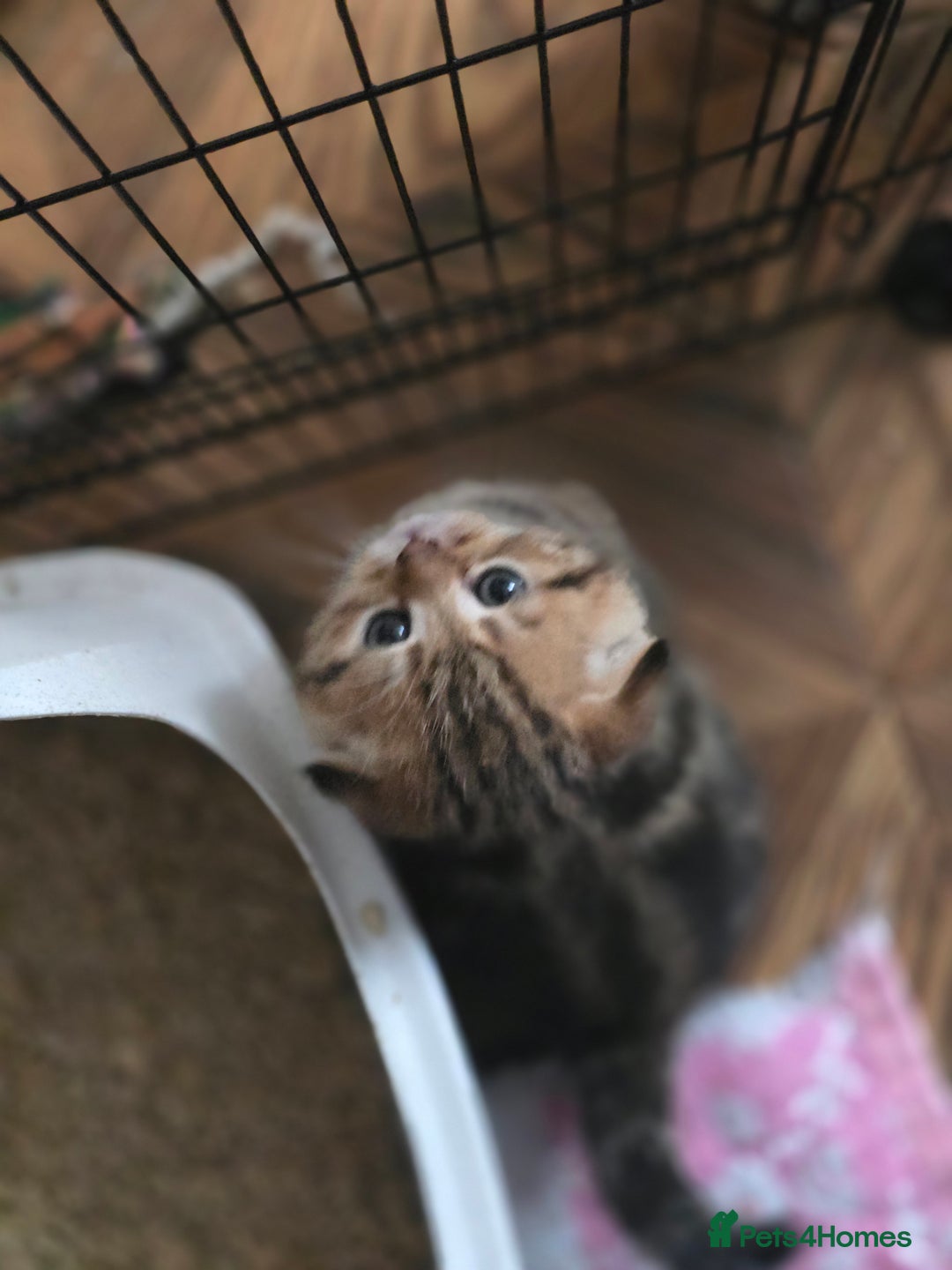 Scottish Fold cats for sale: 🤩💖LAST BOY kittens with rare colouring🥰 - Advert 5