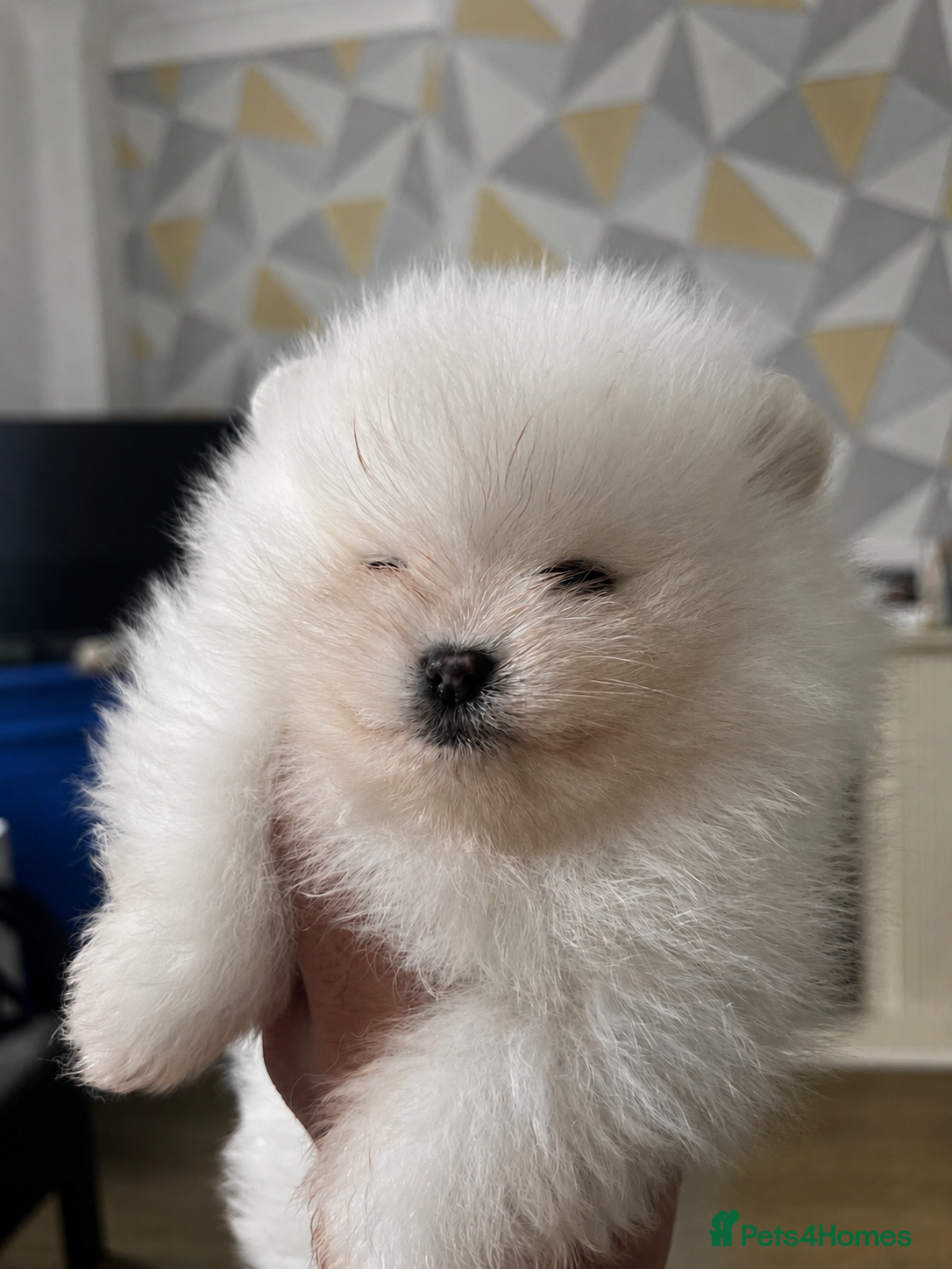 Pomeranian dogs     Luxury White Pomeranian Puppies  - Advert 17