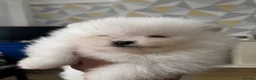 Pomeranian dogs for sale:     Luxury White Pomeranian Puppies  - Advert 24
