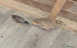 Quail poultry for sale: Quail  - Image 3