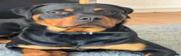 Rottweiler dogs for sale: 2 year old Male Rottweiler - Advert 3