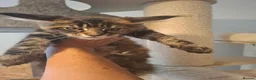 Maine Coon cats for sale: Outstanding xl mainecoons russian blood line - Advert 13
