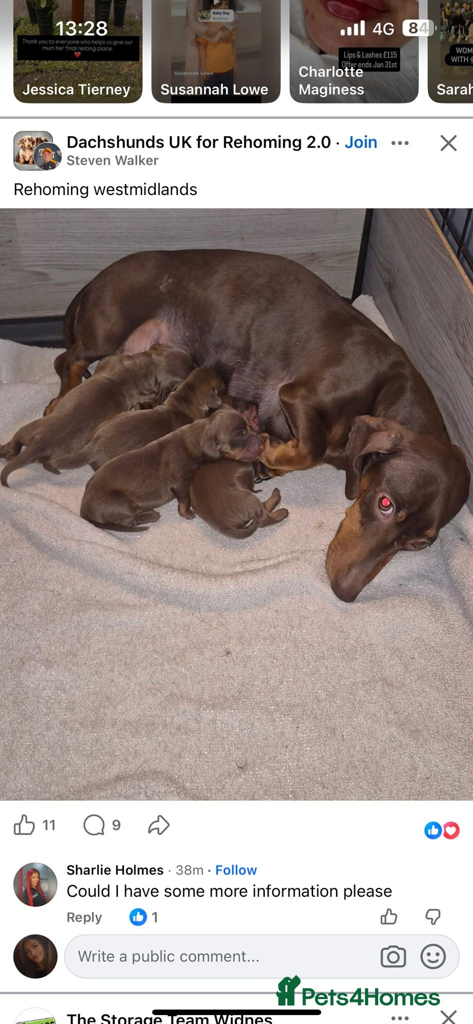 Dachshund dogs 4 beautiful female mini Dashhounds - Advert 2