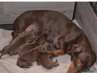 Dachshund dogs 4 beautiful female mini Dashhounds - Advert 2