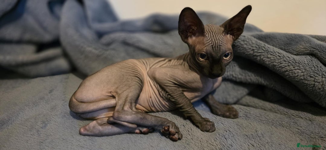 Sphynx cats for sale: Sphynx Kitten Ready for a Rehome! Millie Brooks - Image 4