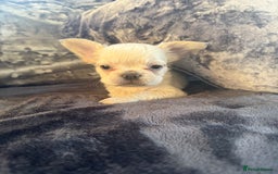 French Bulldog dogs for sale: Stunning Fluffy French bulldog puppies - Image 5