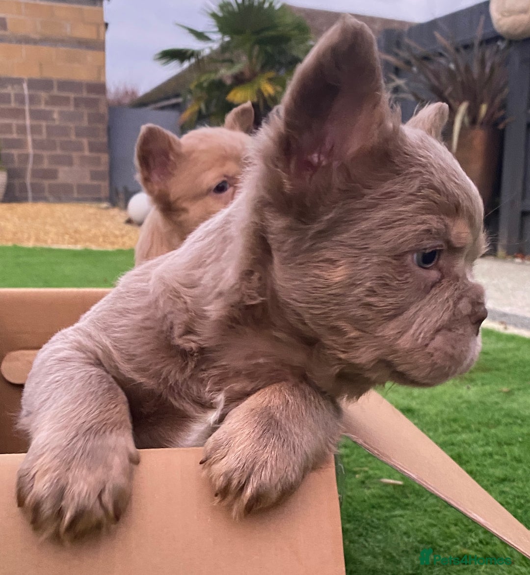 French Bulldog dogs for sale: READY TO LEAVE THIS WEEKEND FLUFFY FRENCH BULLDOGS - Advert 12
