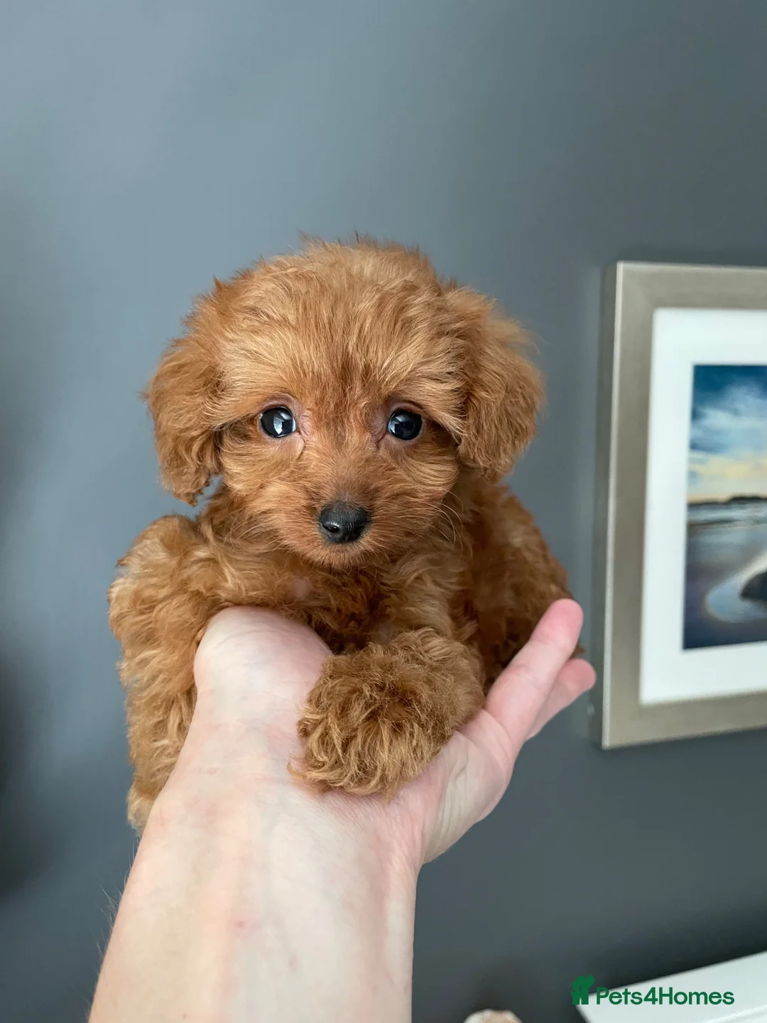 Cockapoo dogs for sale: Incredibly fluffy Tiny Toy F1B Cockapoo pups - Advert 1