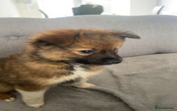 German Spitz dogs for sale: Ready to leave now German spritz puppies  - Image 1
