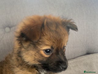 German Spitz dogs - Advert 2