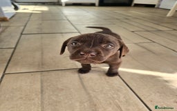 Labrador Retriever dogs for sale: Labrador puppys - Image 9