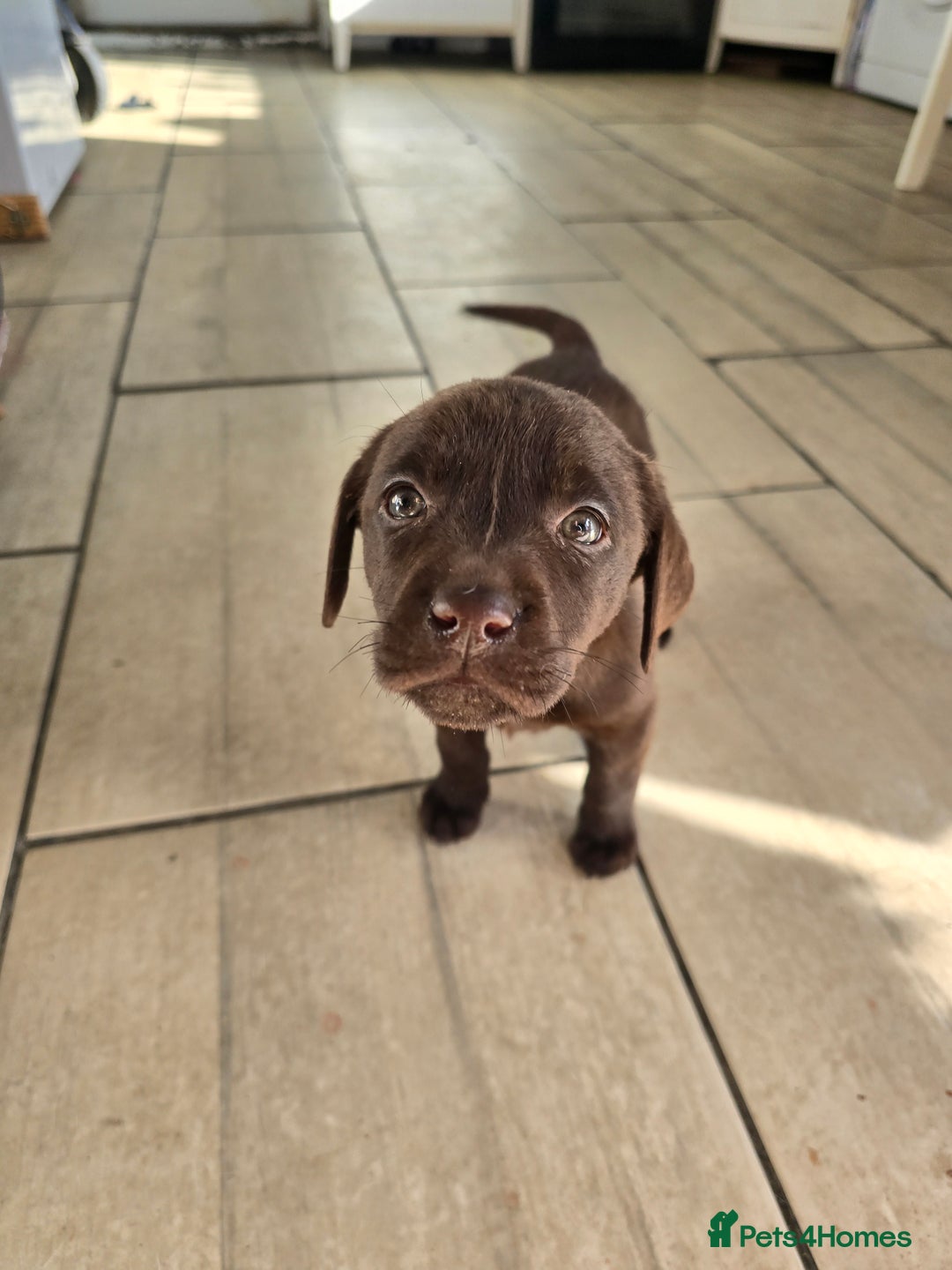 Labrador Retriever dogs for sale: Labrador puppys - Image 9