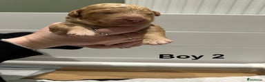 Boy 2