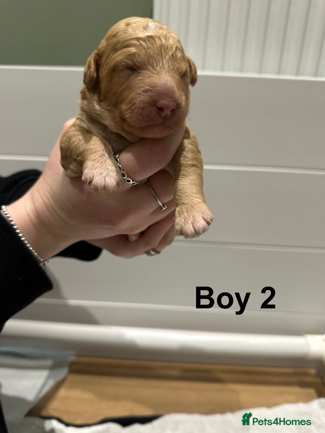 Cavapoo dogs for sale: F1B Cavapoo Puppies - Advert 26