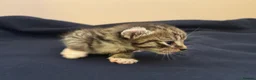 Mixed Breed cats for sale: Sphynx cross kittens x6 - Advert 38