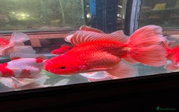 Fancy Goldfish fish for sale: Thai pleated goldfish - Image 38