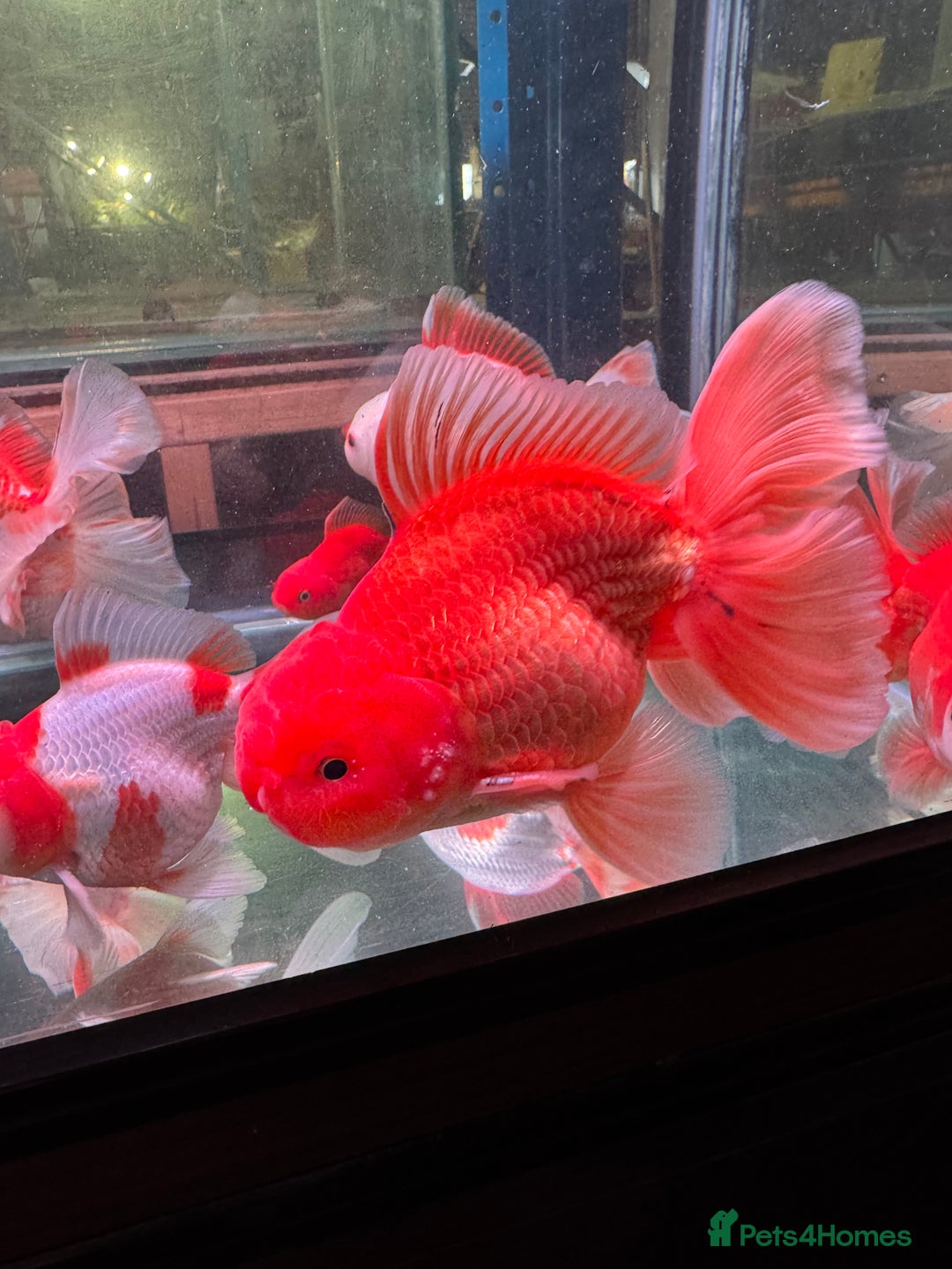 Fancy Goldfish fish for sale: Thai pleated goldfish - Image 38