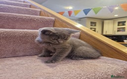 Scottish Fold cats for sale: 1 BSH Boy AVAILABLE. in Sheffield - Image 14