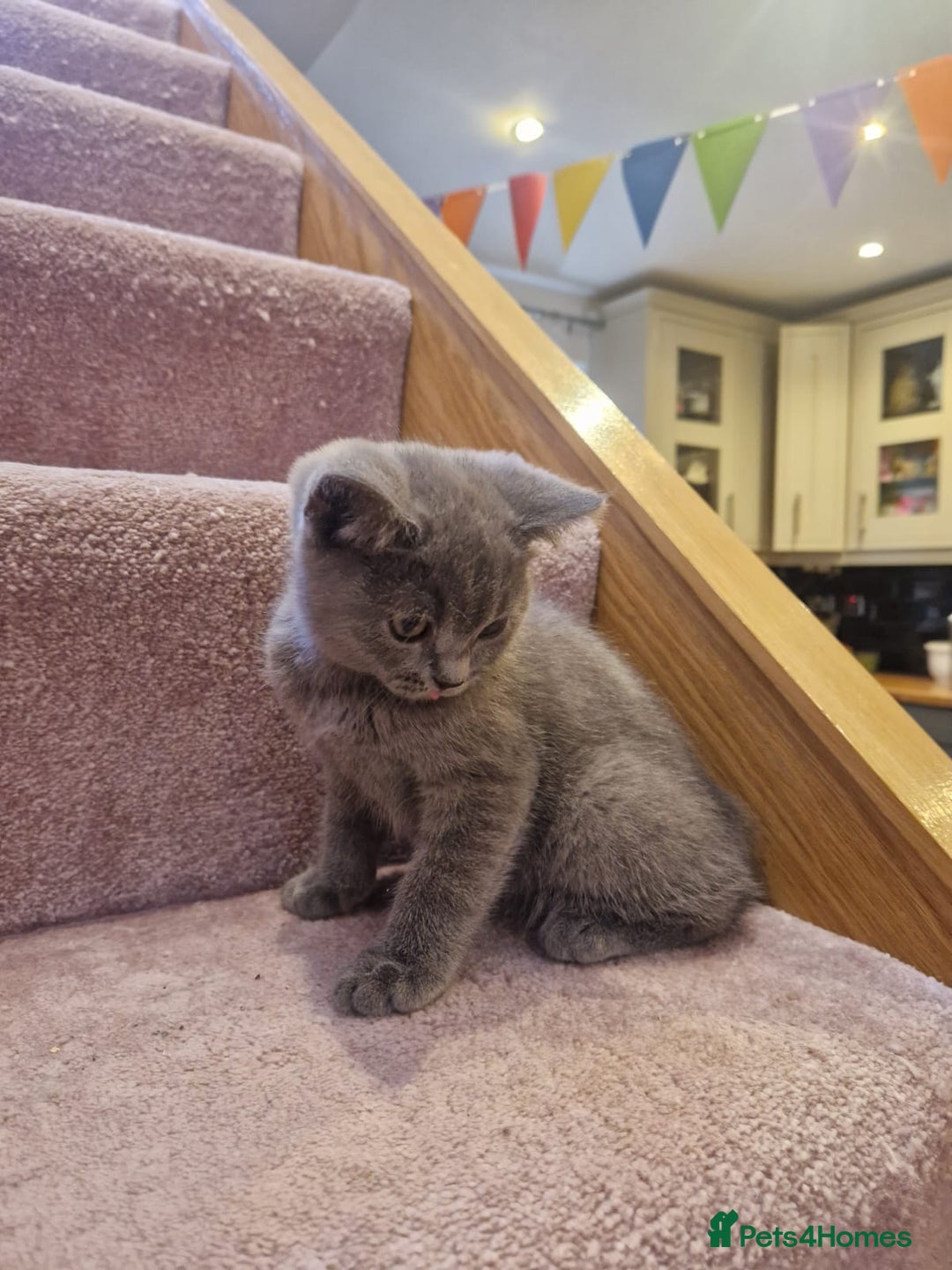 Scottish Fold cats for sale: 1 BSH Boy AVAILABLE. in Sheffield - Image 14