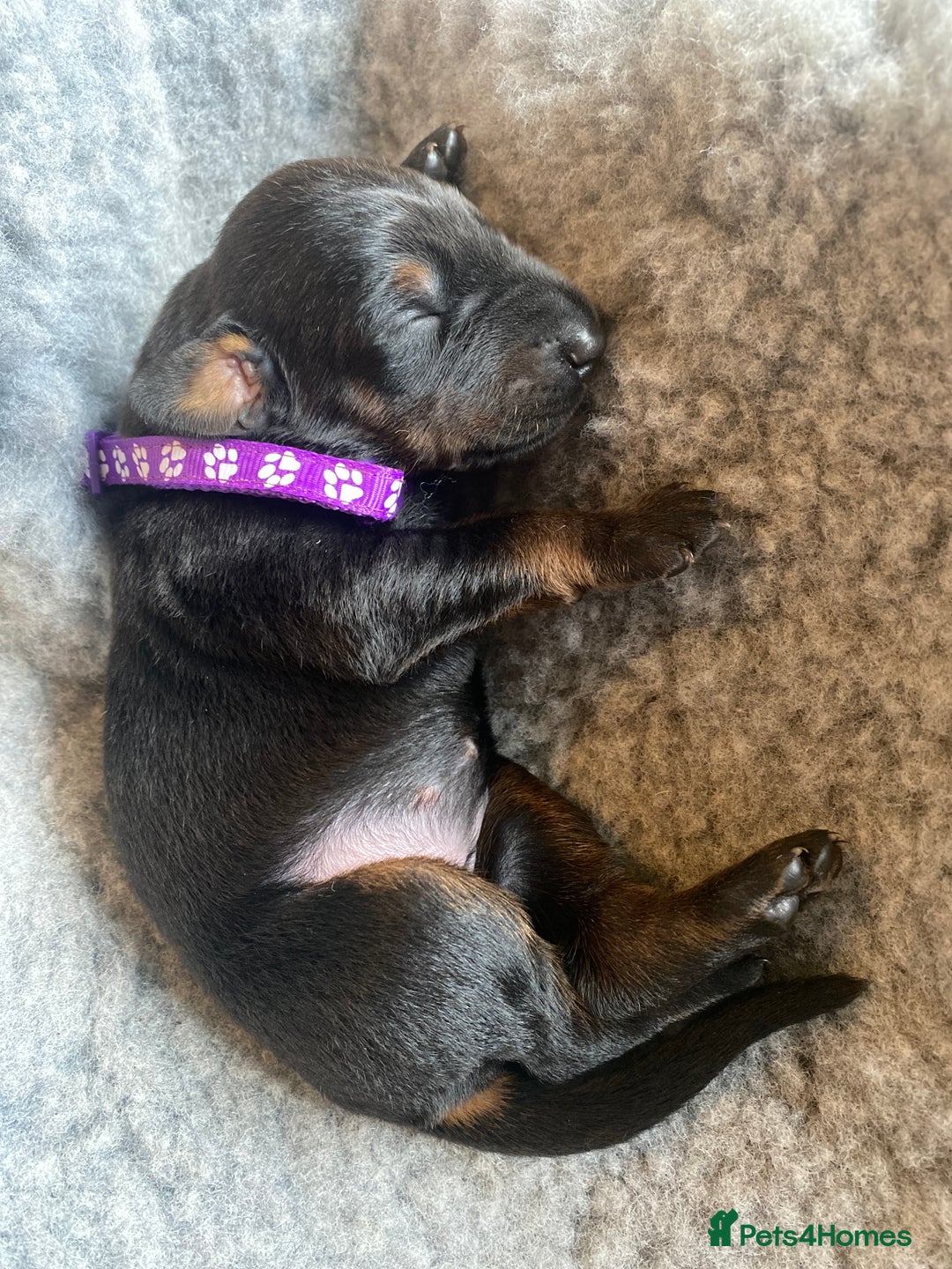 Dobermann dogs for sale: KC REGISTERED DOBERMAN PUPS - Image 32