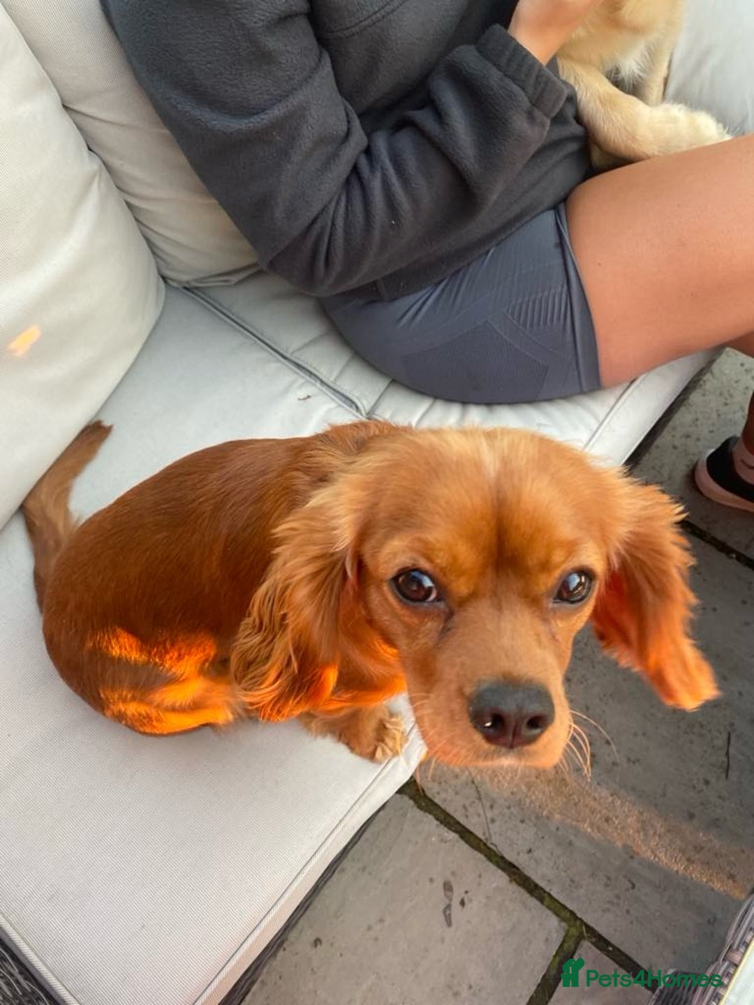 Cavalier King Charles Spaniel dogs for sale: 🐶🐶 Beautiful Cavalier King Charles Spaniel pupps - Advert 2