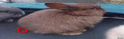 Mini Lop rabbits for sale: Beautiful Mini Lop bunnies  - Advert 24