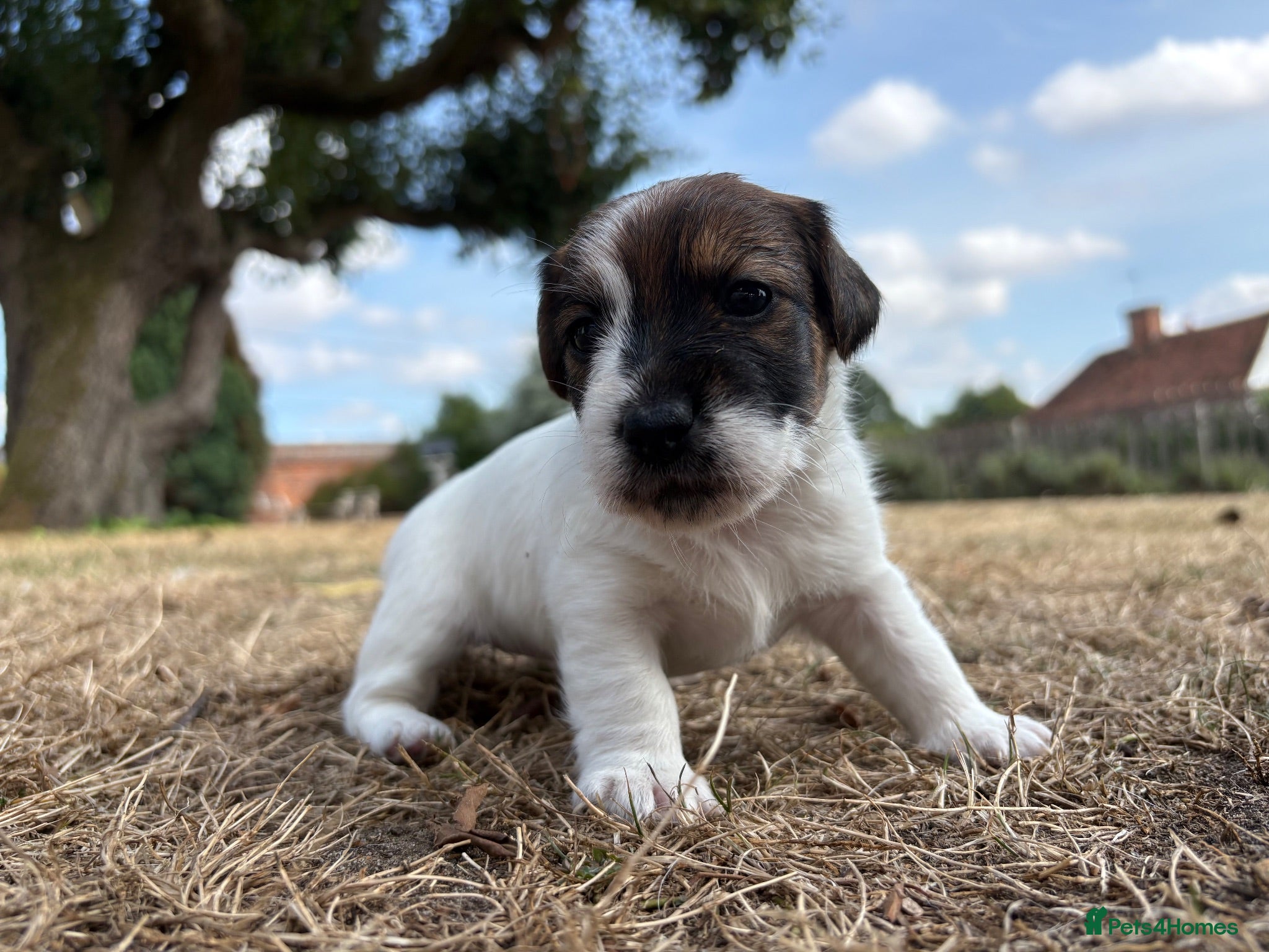 Jack Russell dogs Delightful Miniature Jack Russell Pups - Advert 2