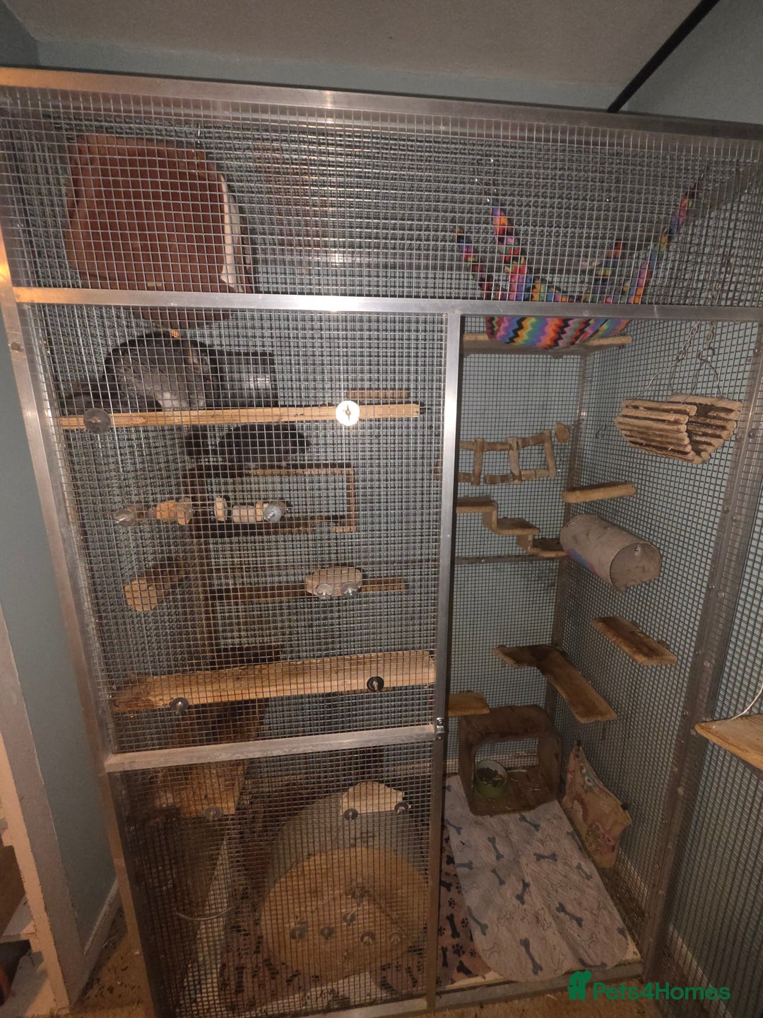 Chinchilla rodents for sale: 3 bonded male chinchillas  - Advert 2