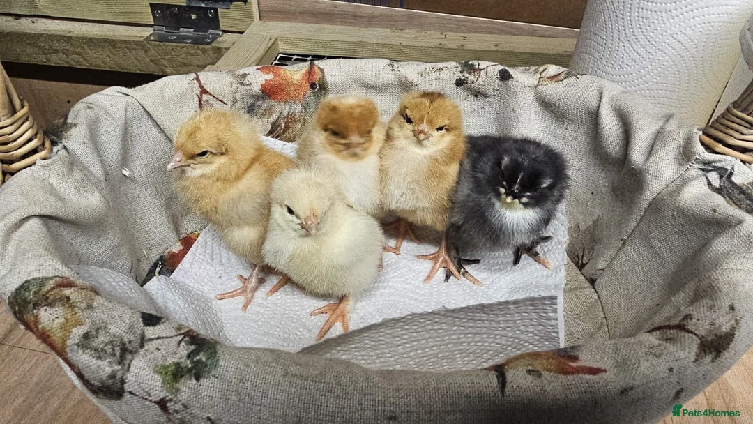 Chickens poultry for sale: Day old chicks 🐣 20 Available  - Advert 2