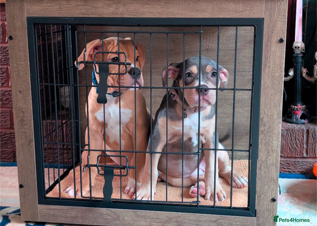 Olde English Bulldogge dogs for sale: Bruce, Hilda & Dakota offers welcome. - Advert 1