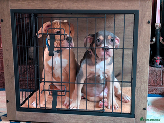 Olde English Bulldogge dogs Bruce, Hilda & Dakota fully vaccinated ready to go - Advert 4
