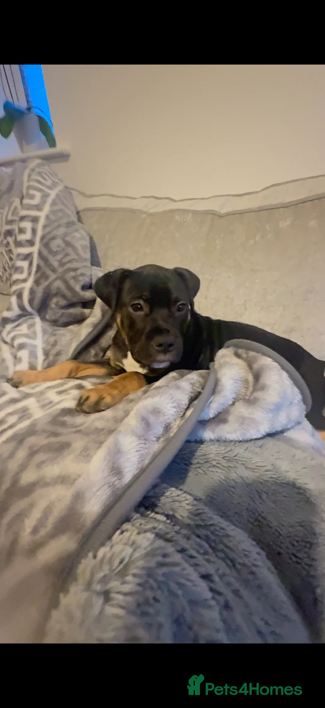 Mixed Breed dogs for sale: Dog for sale in Bedworth - Advert 2