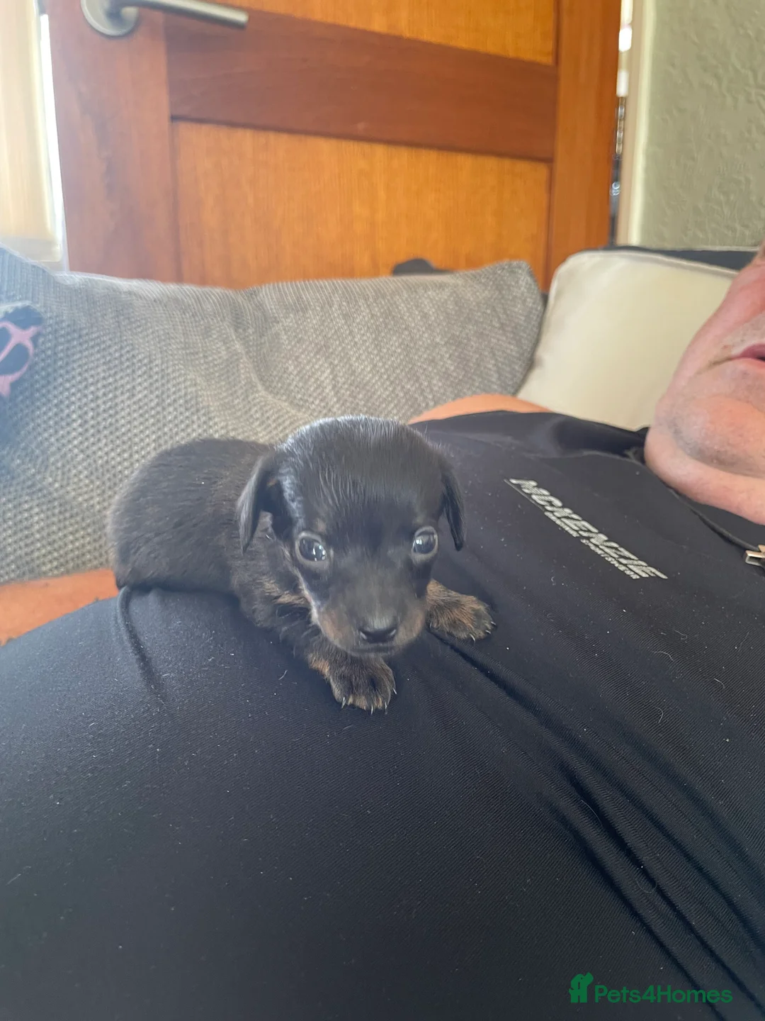 Chiweenie dogs for sale: Chiweenie - Advert 1