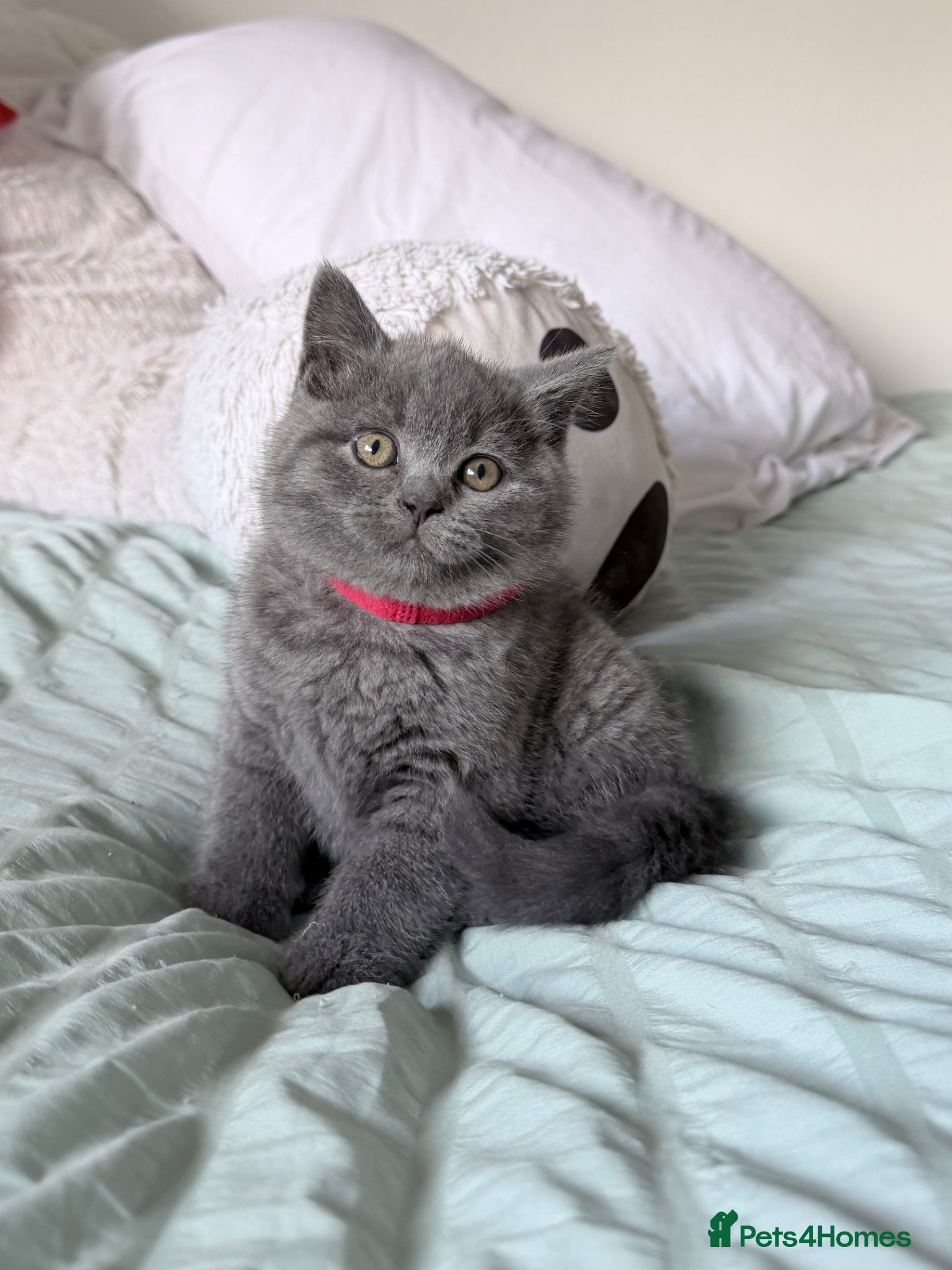 British Shorthair cats 2 Stunning BSH available  - Advert 8