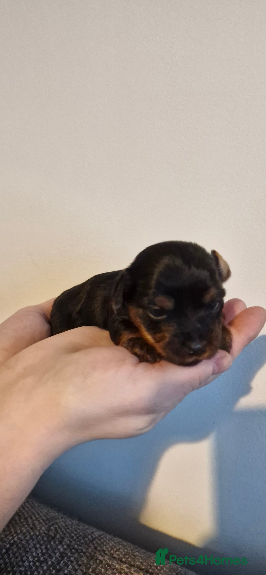 Yorkshire Terrier dogs for sale: Yorkshire terrier  - Advert 15