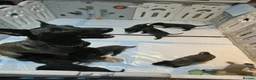 Belgian Shepherd Dog dogs for sale: Belgian malinois puppies in Uxbridge - Advert 7