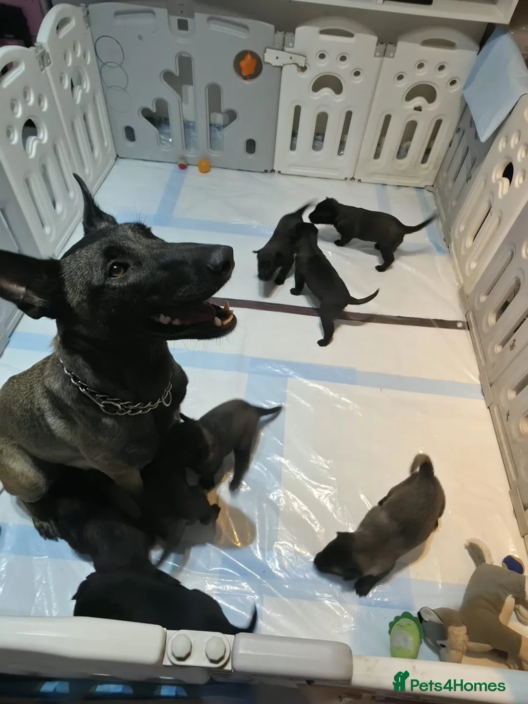 Belgian Shepherd Dog dogs for sale: Belgian malinois puppies in Uxbridge - Advert 7