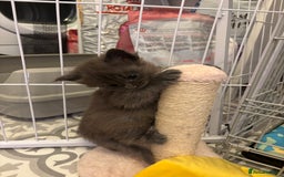 Maine Coon cats for sale: TICA Registered Maine Coon Kittens - Image 7