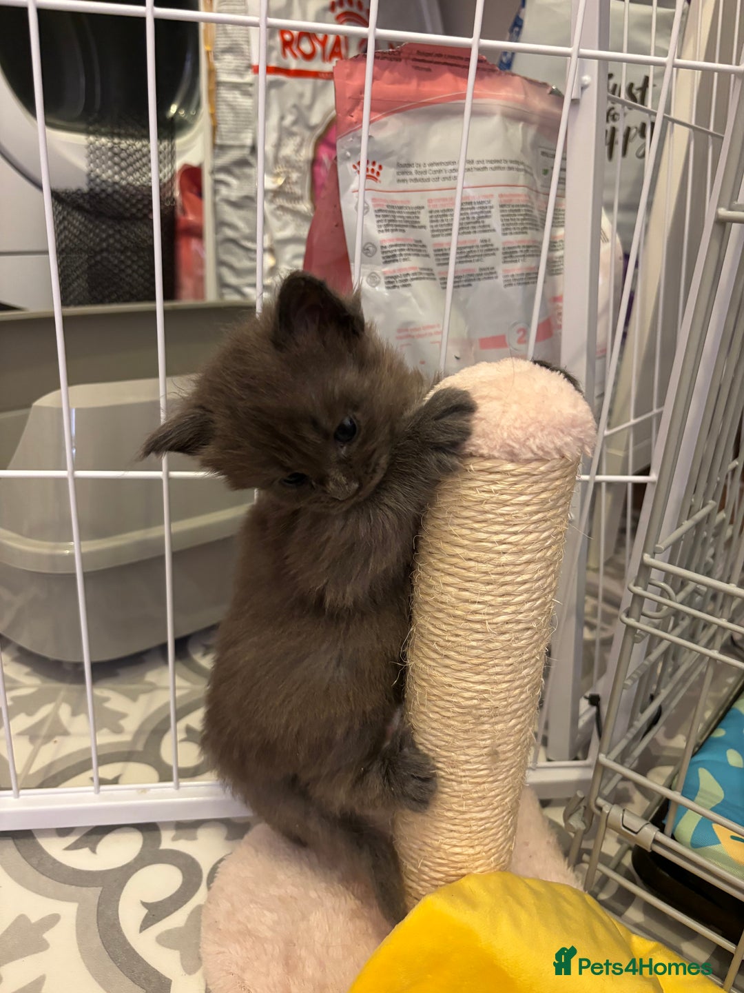 Maine Coon cats for sale: TICA Registered Maine Coon Kittens - Image 7